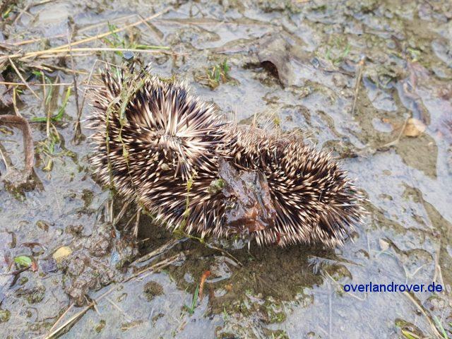 Der Igel lag im Motorraum eines Mercedes Wolfs